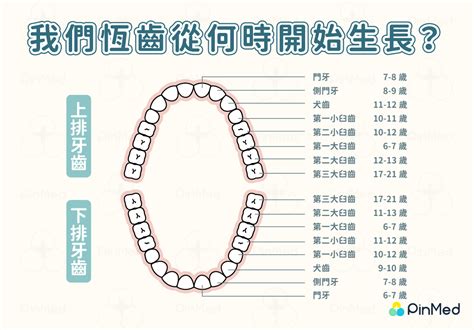 牙齒 單數|牙齒英文